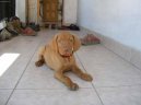 Rvidszr Magyar Vizsla, Hungarian Short-haired Pointing Dog
