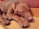 Rvidszr Magyar Vizsla, Hungarian Short-haired Pointing Dog