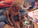 Rvidszr Magyar Vizsla, Hungarian Short-haired Pointing Dog