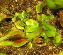 Dionea muscipula