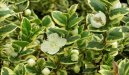 Myrtus