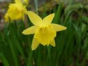 Narcissus