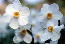 Narcissus