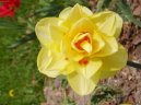 Narcissus