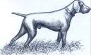 Deutscher Kurzhaariger Vorstehhund