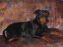 German Pinscher