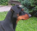 German Pinscher