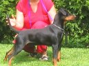 German Pinscher