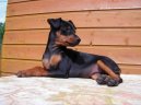 German Pinscher