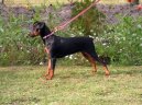 German Pinscher