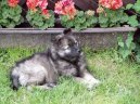 Deutscher spitz  Wolfspitz, Keeshound