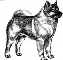 Norsk Elghund Gr