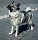 Norsk Elghund Gr