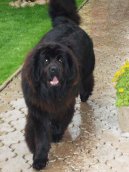 Newfoundland