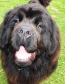 Newfoundland
