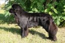 Newfoundland