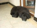 Newfoundland