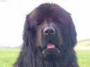 Newfoundland