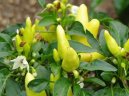 Capsicum annuum