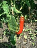 Capsicum annuum