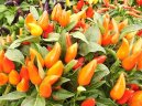 Capsicum annuum