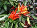 Capsicum annuum