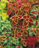 Coleus blumei