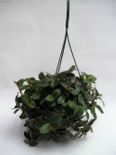 Tradescantia