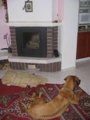 Rhodesian Ridgeback