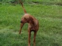 Rhodesian Ridgeback