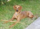 Rhodesian Ridgeback