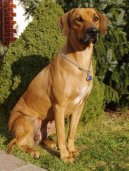 Rhodesian Ridgeback