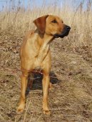 Rhodesian Ridgeback