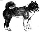 Laika Russko-Evropeiskaia