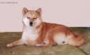 Shiba Inu