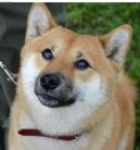 Shiba Inu
