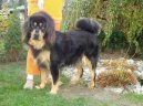 Tibetan Mastiff
