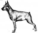 Zwergpinscher