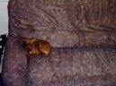 Zwergpinscher