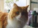 Turkish Van \(Cat\)