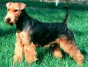 Welsh Terrier