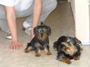Jorkrsk terier, Yorkshire Terrier,