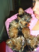 Jorkrsk terier, Yorkshire Terrier,
