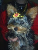 Jorkrsk terier, Yorkshire Terrier,