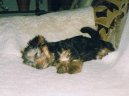 Jorkrsk terier, Yorkshire Terrier,