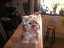 Jorkrsk terier, Yorkshire Terrier,