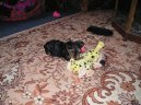 Jorkrsk terier, Yorkshire Terrier,