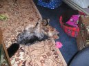 Jorkrsk terier, Yorkshire Terrier,