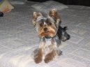 Jorkrsk terier, Yorkshire Terrier,
