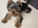 Jorkrsk terier, Yorkshire Terrier,